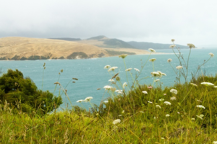 Grassy hillside with white wildflowers overlooking turquoise water, sand dunes, and cloudy coastal hills